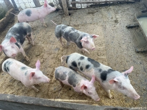 Purcei de vânzare  - imagine 3