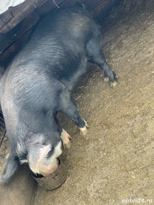 porc de vanzare  - imagine 2