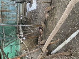 Fazani comuni și tenebros! - imagine 3