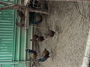 Fazani comuni și tenebros! - imagine 2