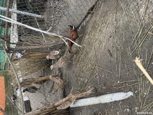 Fazani comuni și tenebros! - imagine 4