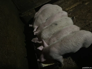 Vând purcei de 6 săptămâni sau schimb pe un vițel  - imagine 3