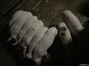 Vând purcei de 6 săptămâni sau schimb pe un vițel  - imagine 4