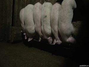 Vând purcei de 6 săptămâni sau schimb pe un vițel  - imagine 2