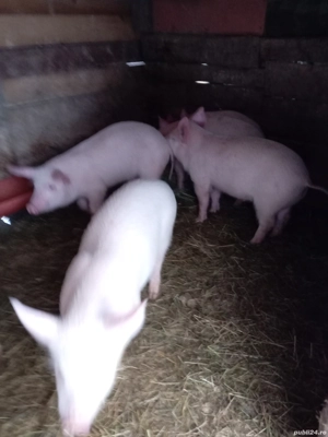 Vând purceii - imagine 4