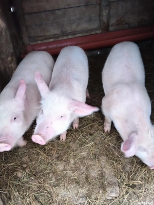 Vând purceii - imagine 3