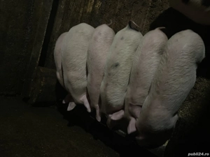 Vând purcei de 6 săptămâni sau schimb pe un vițel 