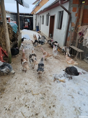 Curcani si curci de casă  - imagine 2