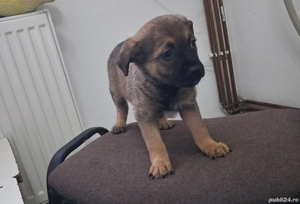 Donez căței talie mică - imagine 3