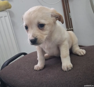 Donez căței talie mică