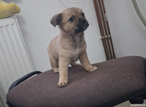 Donez căței talie mică - imagine 4