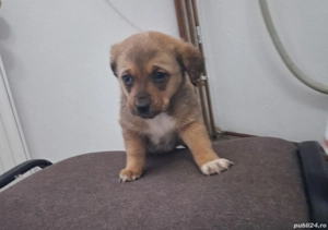 Donez căței talie mică - imagine 2