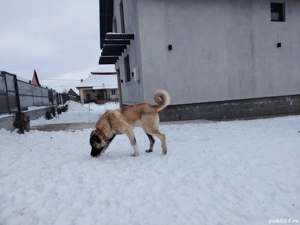 Kangal Turcesc (Boz) 