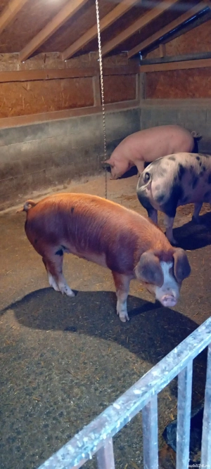 scrofiță duroc cu pietrain  - imagine 2