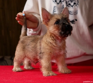 Cairn terrier pui disponibili - imagine 2
