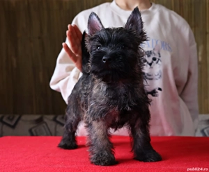 Cairn terrier pui disponibili - imagine 4
