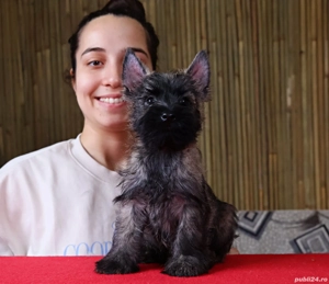 Cairn terrier pui disponibili - imagine 5