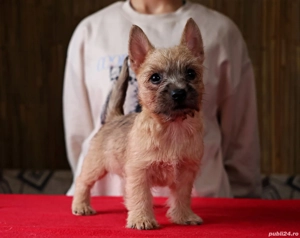 Cairn terrier pui disponibili