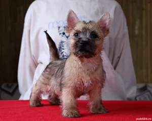 Cairn terrier pui disponibili - imagine 3