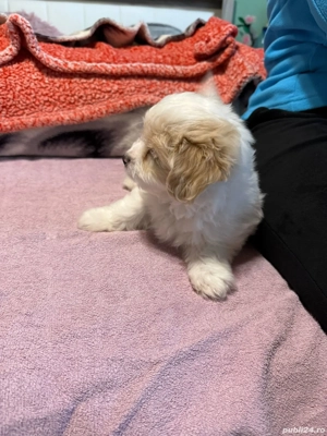 De vinzare bison maltez baietel  - imagine 2