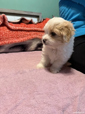 De vinzare bison maltez baietel  - imagine 4