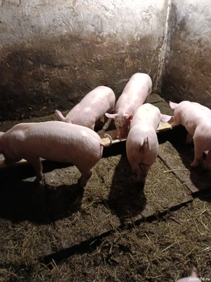 Vând purcei de nouă săptămâni. - imagine 2