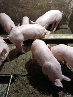 Vând purcei de nouă săptămâni. - imagine 3
