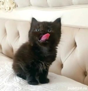 Siberiana de Pădure 