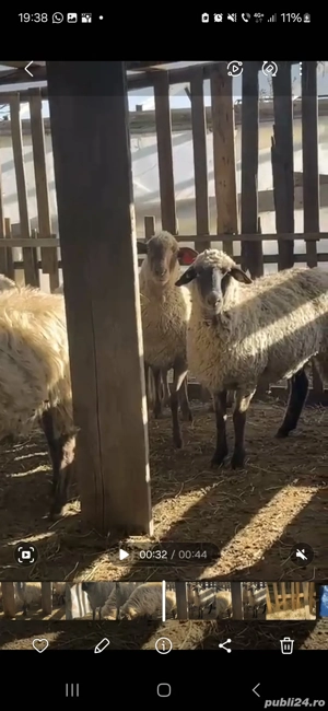 Vând oi cu miei  - imagine 5