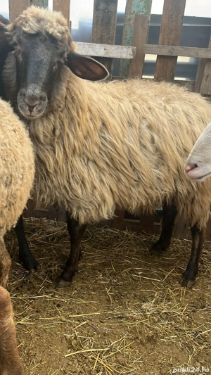 Vând oi cu miei  - imagine 4