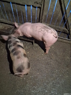 purcei de vânzare ,castrați ,vaccinați și deparazitați