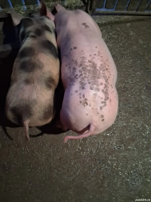 purcei de vânzare ,castrați ,vaccinați și deparazitați - imagine 4