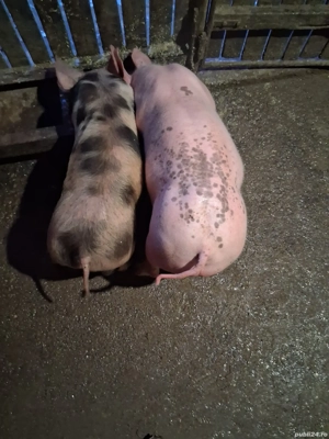 purcei de vânzare ,castrați ,vaccinați și deparazitați - imagine 5