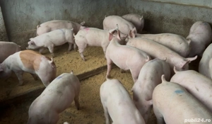 Purcei de la 40 la 70 kg - imagine 2