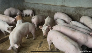 Purcei de la 40 la 70 kg - imagine 5