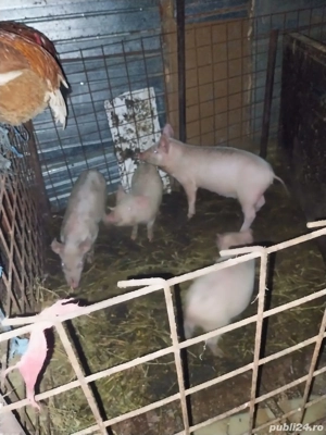 vand purcei - imagine 2