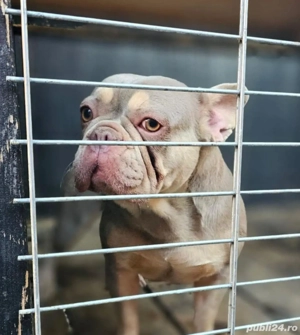 Buldog fracez  - imagine 2