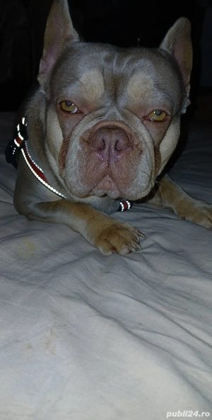Buldog fracez  - imagine 5