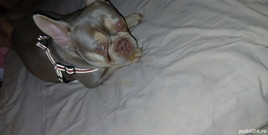 Buldog fracez  - imagine 4