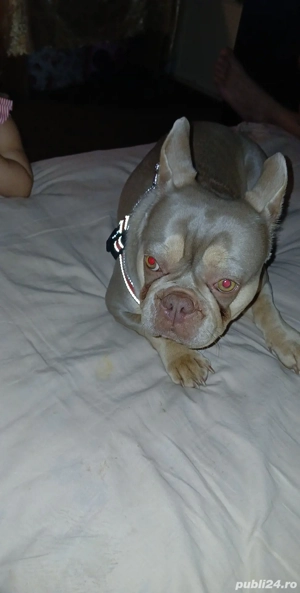 Buldog fracez  - imagine 3
