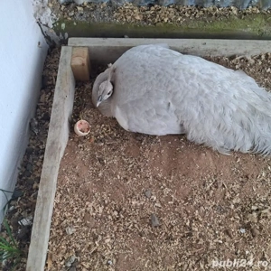 Păuni opal ochi alb  - imagine 3