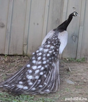 Păuni opal ochi alb 