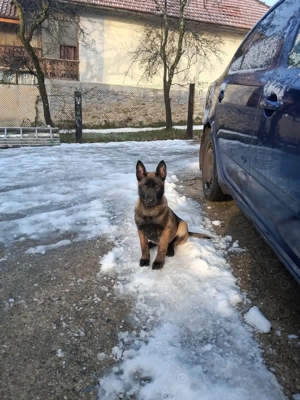 Belgian malinois,2 femele, 2 luni jumătate, vaccinate, deparazitate, carnet sănătate