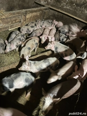 Vand purcei - imagine 2