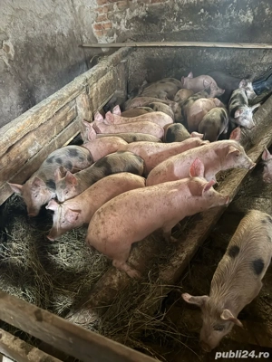 Vand purcei - imagine 3