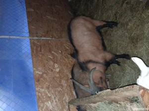 Vând mascul Alpin Francez de 1 an. - imagine 2