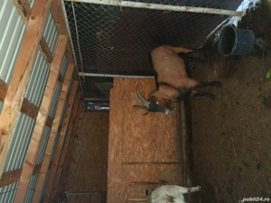 Vând mascul Alpin Francez de 1 an. - imagine 4