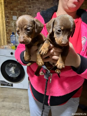 Cățeluși teckal disponibili