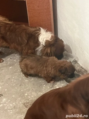 pechinezi imperiali - imagine 2