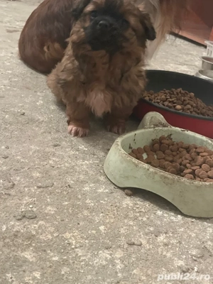 pechinezi imperiali - imagine 5